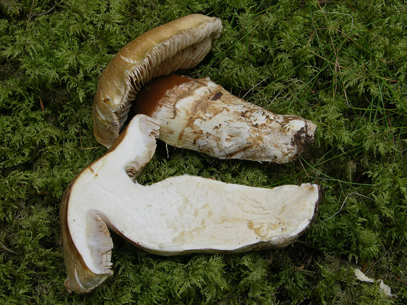 Cortinarius fraudulosus da confermare.
